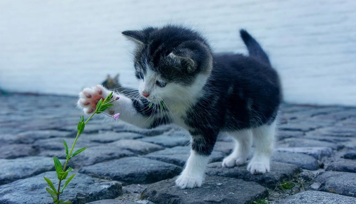 La vente de chats et de chiens : nouvelles obligations